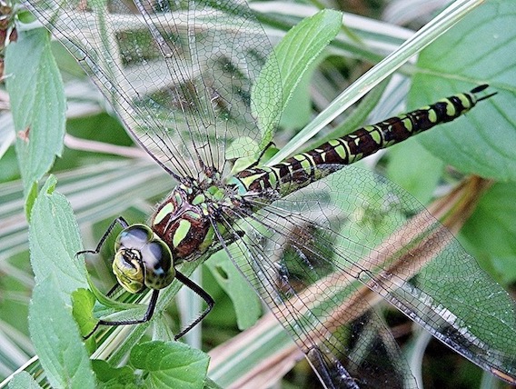 southern hawker
